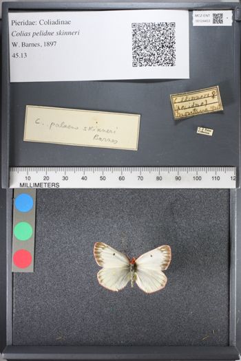 Media type: image;   Entomology 124453